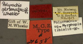 Media type: image; Entomology 21658   Aspect: labels